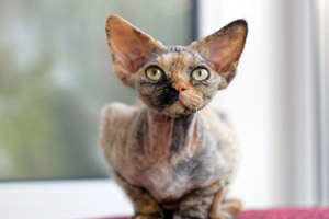 Производитель питомника Great Elf - кошечка девон рекс Great Elf Santa