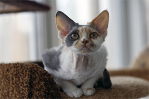 Производитель питомника Great Elf - кошечка девон рекс Great Elf Rubi