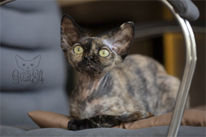 Производитель питомника Great Elf - кошечка девон рекс  Great Elf Semka