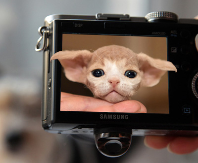 Продажа котёнка девон-рекс, мальчик девон-рекс для продажи